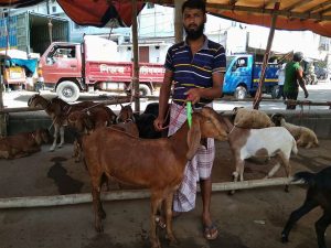 জমতে শুরু করেছে চট্টগ্রামের ছাগলের বাজার