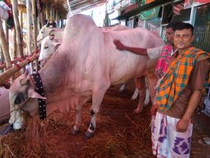 জমে উঠছে সাগরিকা গরুর বাজার জমে উঠছে সাগরিকা গরুর বাজার