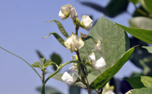 শিমে ফুল শিমে ফুল