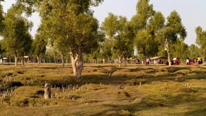 গুলিয়াখালি সৈকত: সাগরতীরে সবুজের হাতছানি