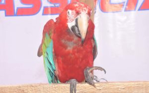 পাখির মেলায় পাখির মেলায়