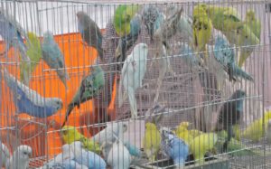 পাখির মেলায় পাখির মেলায়
