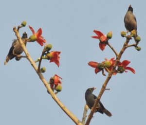 আসছে ঋতুরাজ, সাজছে প্রকৃতি