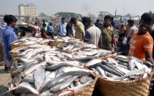 দেখা মিলছে ইলিশের দেখা মিলছে ইলিশের