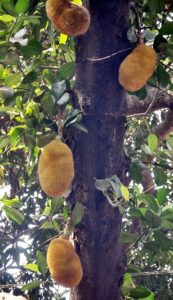 গাছে কাঁঠাল, গোঁফে... গাছে কাঁঠাল, গোঁফে...