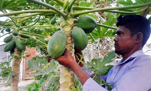 পেঁপের বাম্পার ফলন পেঁপের বাম্পার ফলন