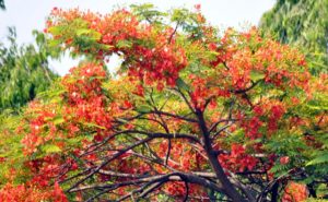 রক্তিম কৃষ্ণচূড়ায় গ্রীষ্মের গান