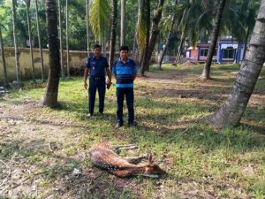 তীব্র গরম ও খাবারের অভাবে বনের হরিণ লোকালয়ে