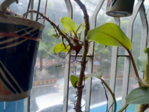 আষাঢ় এসেছে চেনা রূপে