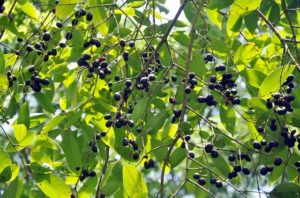 কালো জামের ভালো ফলন কালো জামের ভালো ফলন