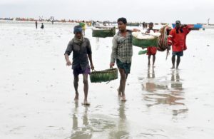 সবার চোখ ইলিশে সবার চোখ ইলিশে