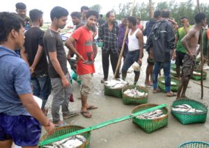 সবার চোখ ইলিশে সবার চোখ ইলিশে