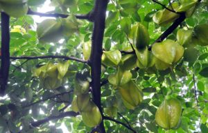 কামরাঙায় রাঙা গাছ কামরাঙায় রাঙা গাছ