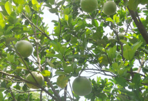 গাছে গাছে জাম্বুরা