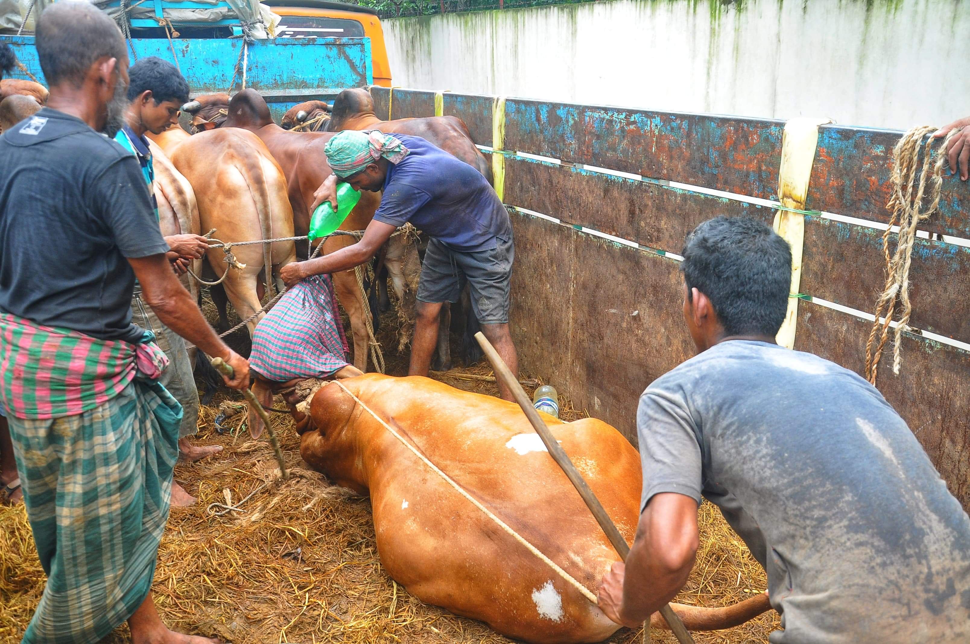 অসুস্থ গরু নিয়ে বিপাকে ব্যবসায়ীরা অসুস্থ গরু নিয়ে বিপাকে ব্যবসায়ীরা