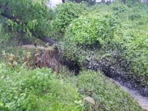 বৃষ্টি হলেই বিদ্যুৎকেন্দ্রের বর্জ্য পড়ে হালদায় বৃষ্টি হলেই বিদ্যুৎকেন্দ্রের বর্জ্য পড়ে হালদায়