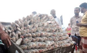 ফিশারীঘাটে ইলিশ উৎসব ফিশারীঘাটে ইলিশ উৎসব