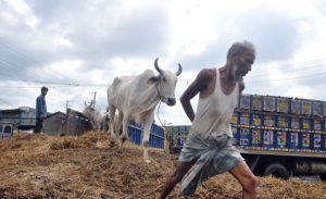 আসছে কোরবানির পশু: চলছে চাঁদাবাজি আসছে কোরবানির পশু: চলছে চাঁদাবাজি