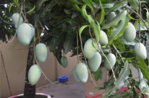 ছাদবাগানে আমের বাহার ছাদবাগানে আমের বাহার