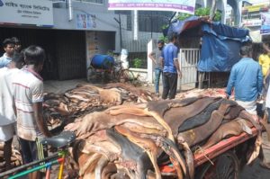 মৌসুমি চামড়া ব্যবসায়ীদের মাথায় হাত