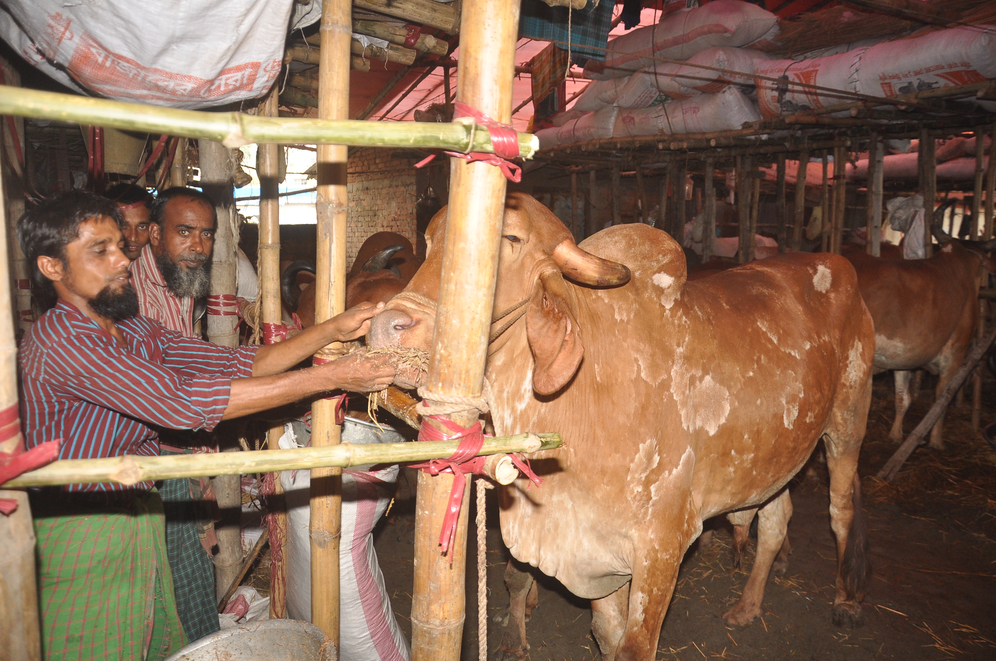 প্রস্তুত গরুর হাট