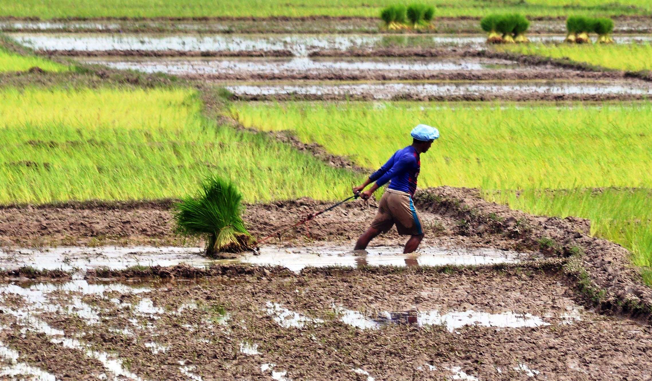 মাঠে মাঠে ব্যস্ত কৃষক মাঠে মাঠে ব্যস্ত কৃষক