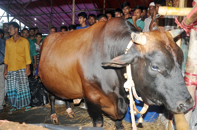বিজয় খায় কলা-আপেল, দাম ২৫ লাখ! বিজয় খায় কলা-আপেল, দাম ২৫ লাখ!