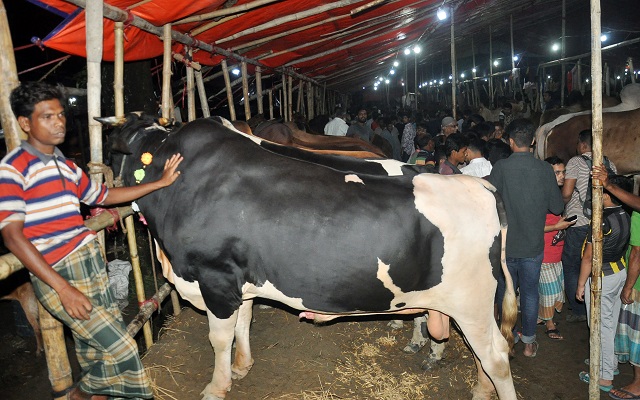 গরু বেশি, ক্রেতা কম গরু বেশি, ক্রেতা কম