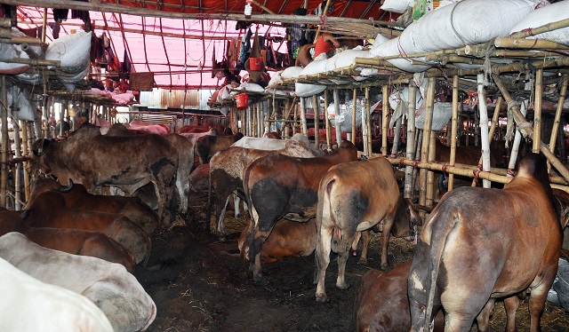 সাগরিকা বাজার: দেশি গরুতেই আগ্রহ বেশি সাগরিকা বাজার: দেশি গরুতেই আগ্রহ বেশি
