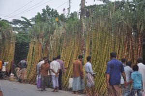 আখ চাষে কৃষকের মুখে হাসি