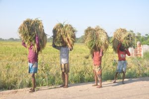 শহরে ধানের বাম্পার ফলন! শহরে ধানের বাম্পার ফলন!