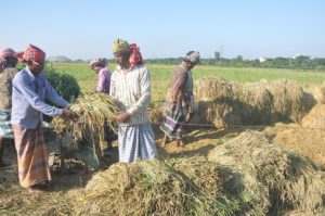 শহরে ধানের বাম্পার ফলন! শহরে ধানের বাম্পার ফলন!