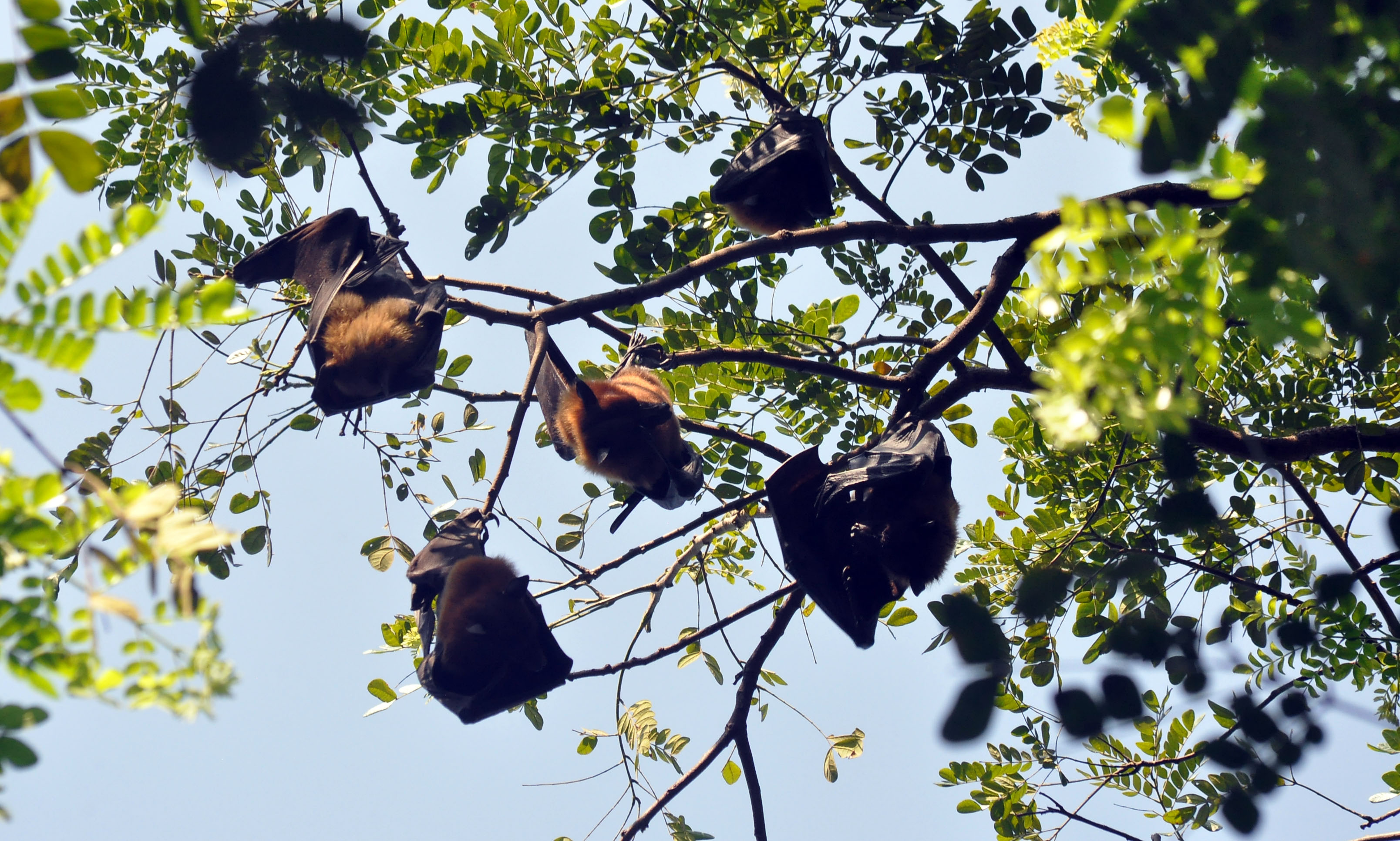 দেখা মিলল কলাবাদুড়ের দেখা মিলল কলাবাদুড়ের