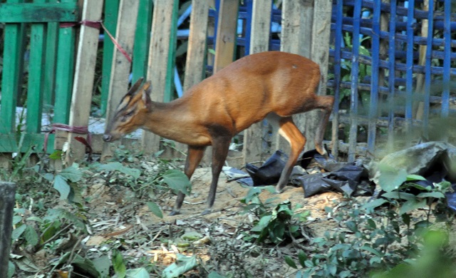 খাবারের সন্ধানে মায়া হরিণ
