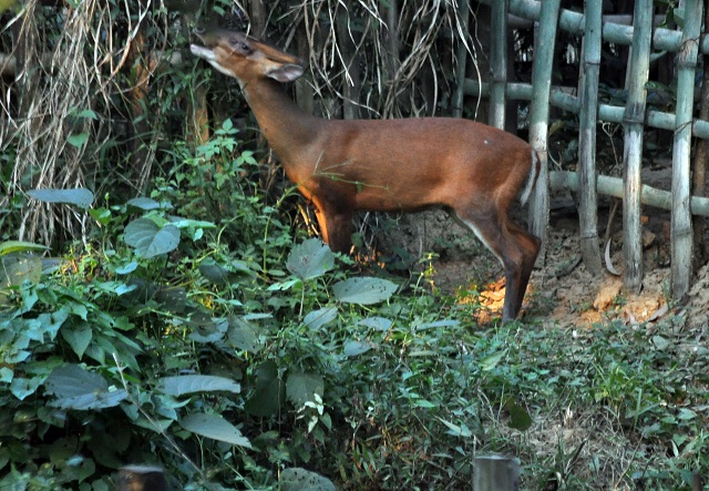 খাবারের সন্ধানে মায়া হরিণ