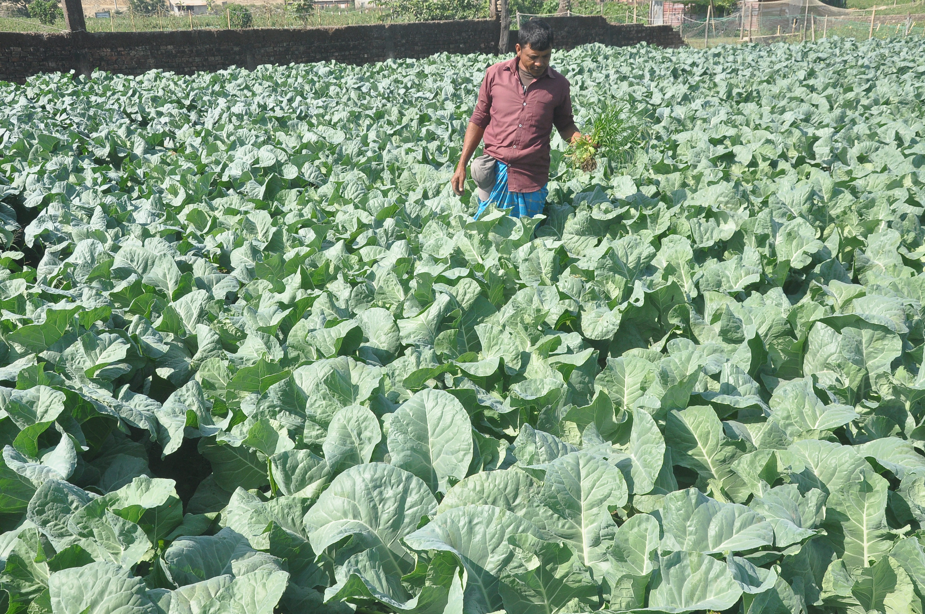 সবজি ফলিয়ে স্বনির্ভর বর্গাচাষি সবজি ফলিয়ে স্বনির্ভর বর্গাচাষি