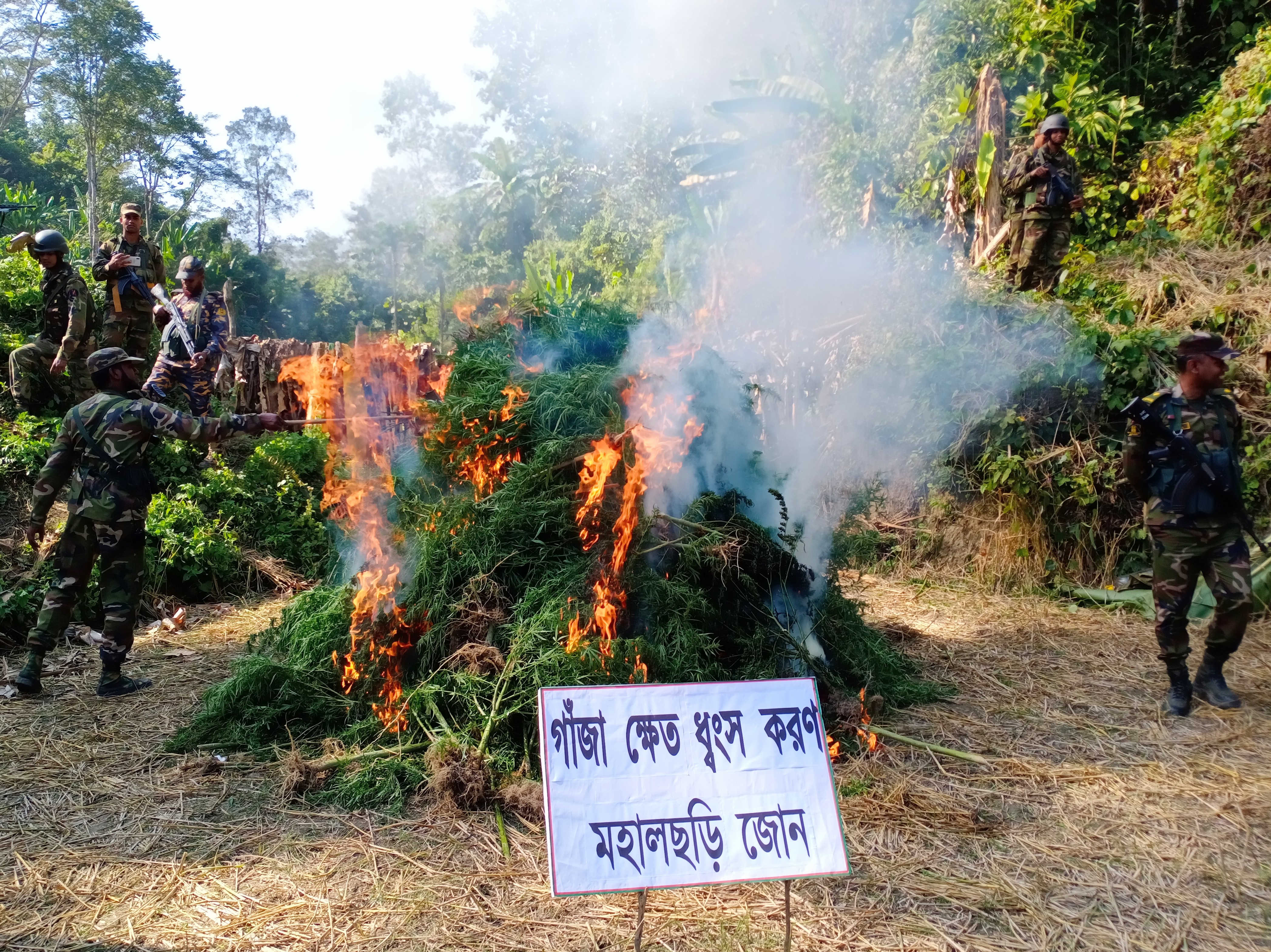 খাগড়াছড়িতে ৩ একর গাঁজা ক্ষেত ধ্বংস, আটক ২ খাগড়াছড়িতে ৩ একর গাঁজা ক্ষেত ধ্বংস, আটক ২