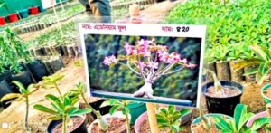 প্রকৃতি ও পরিবেশ রক্ষায় নারী উদ্যোক্তার নার্সারি উদ্বোধন প্রকৃতি ও পরিবেশ রক্ষায় নারী উদ্যোক্তার নার্সারি উদ্বোধন