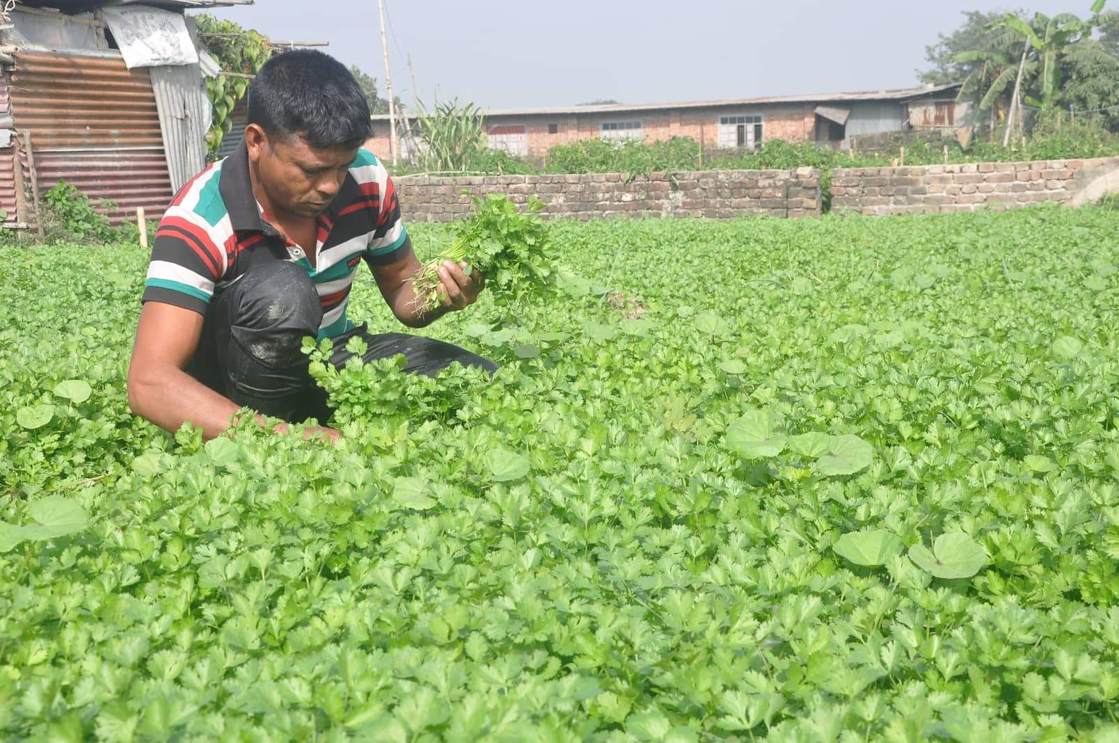 আনন্দবাজারে কৃষকের জয়ধ্বনি আনন্দবাজারে কৃষকের জয়ধ্বনি