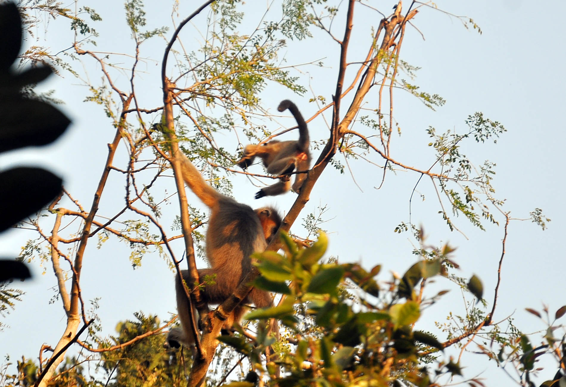 খাবারের খোঁজে নগরে বনের হনুমান খাবারের খোঁজে নগরে বনের হনুমান