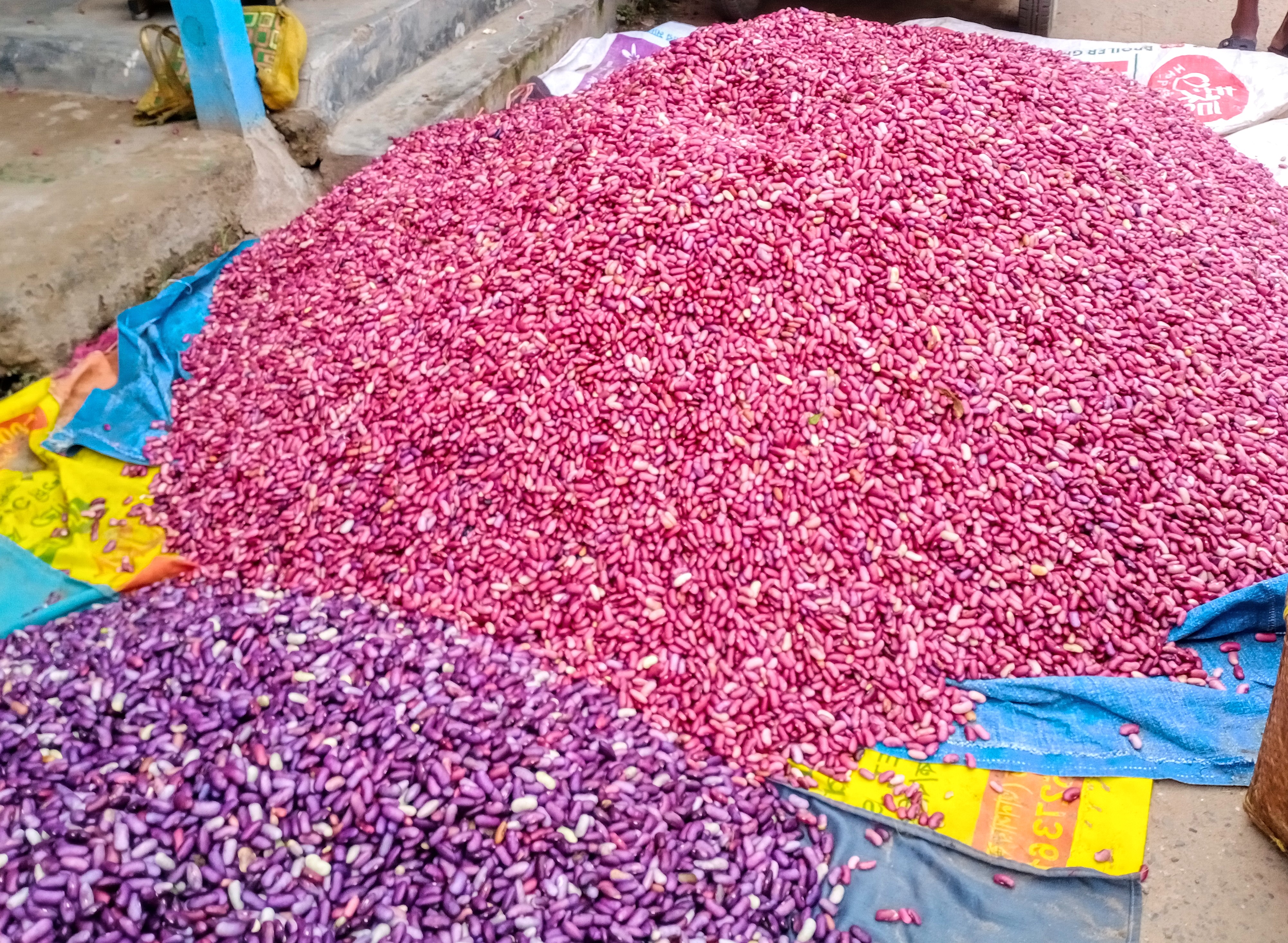 শিমের বিচিতে লাভের মুখ দেখছেন কৃষকরা