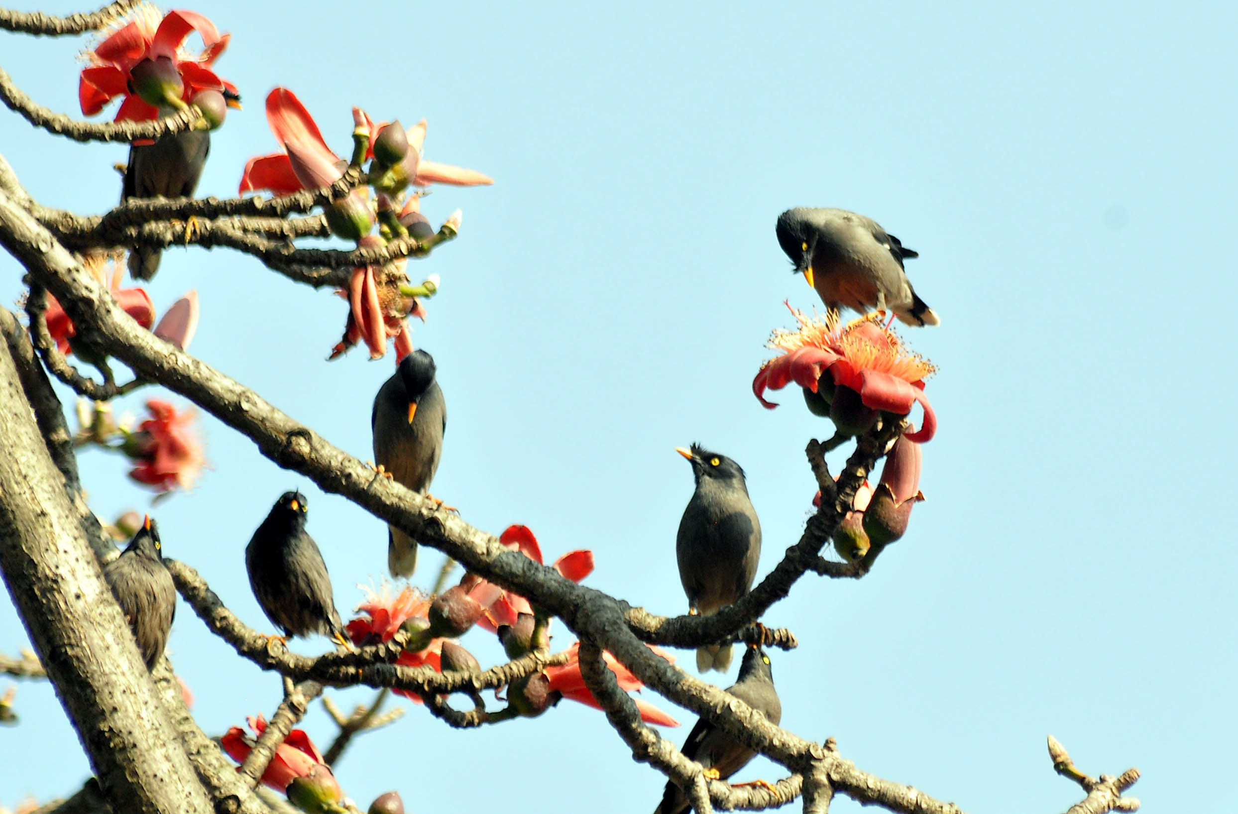 বসন্ত এসে গেছে বসন্ত এসে গেছে