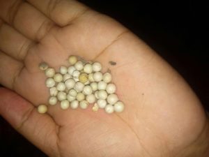 করোনামুক্তিতে খেতে হবে খসখইস্যা গাছের বিচি!