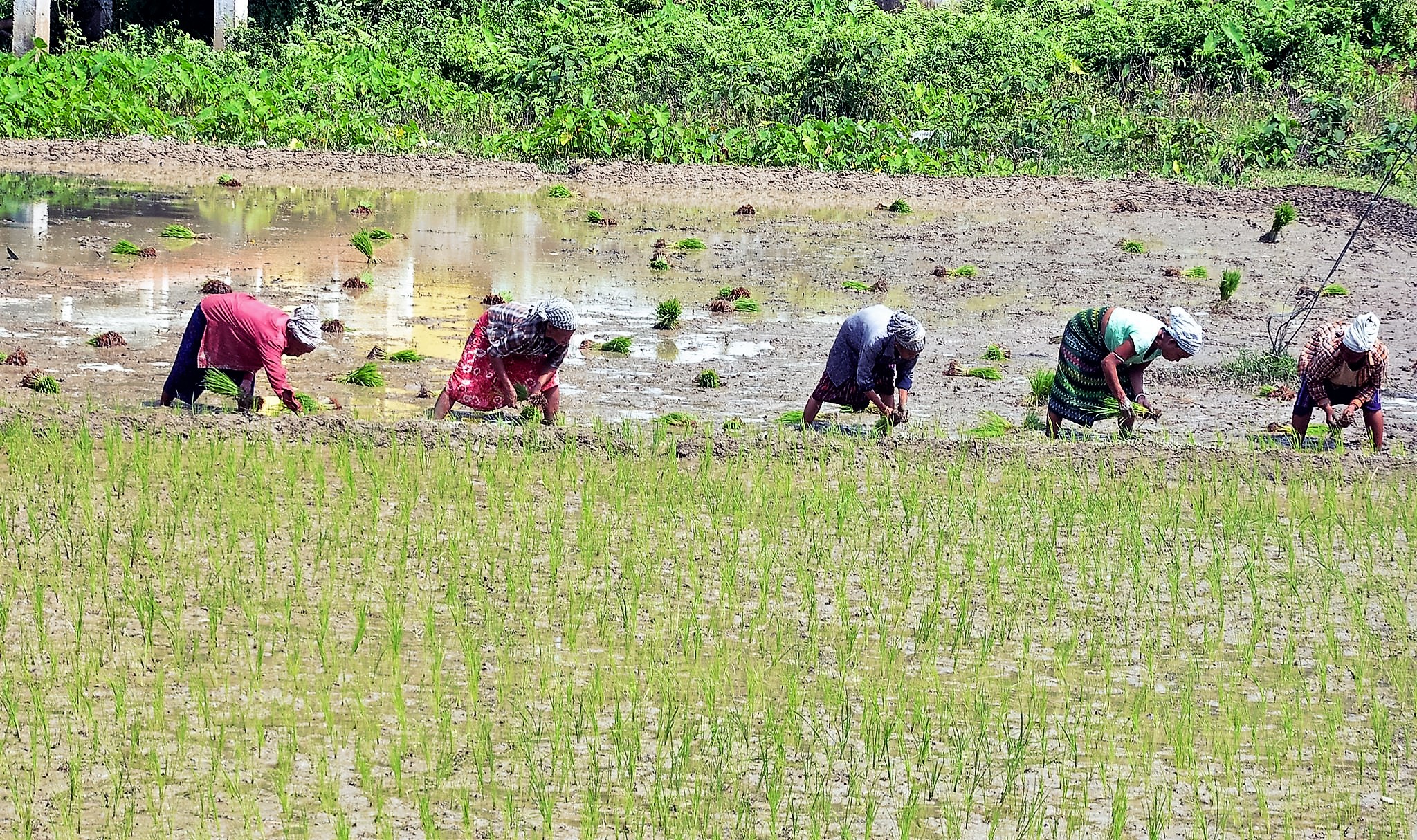 হাত চলে সমানতালে হাত চলে সমানতালে