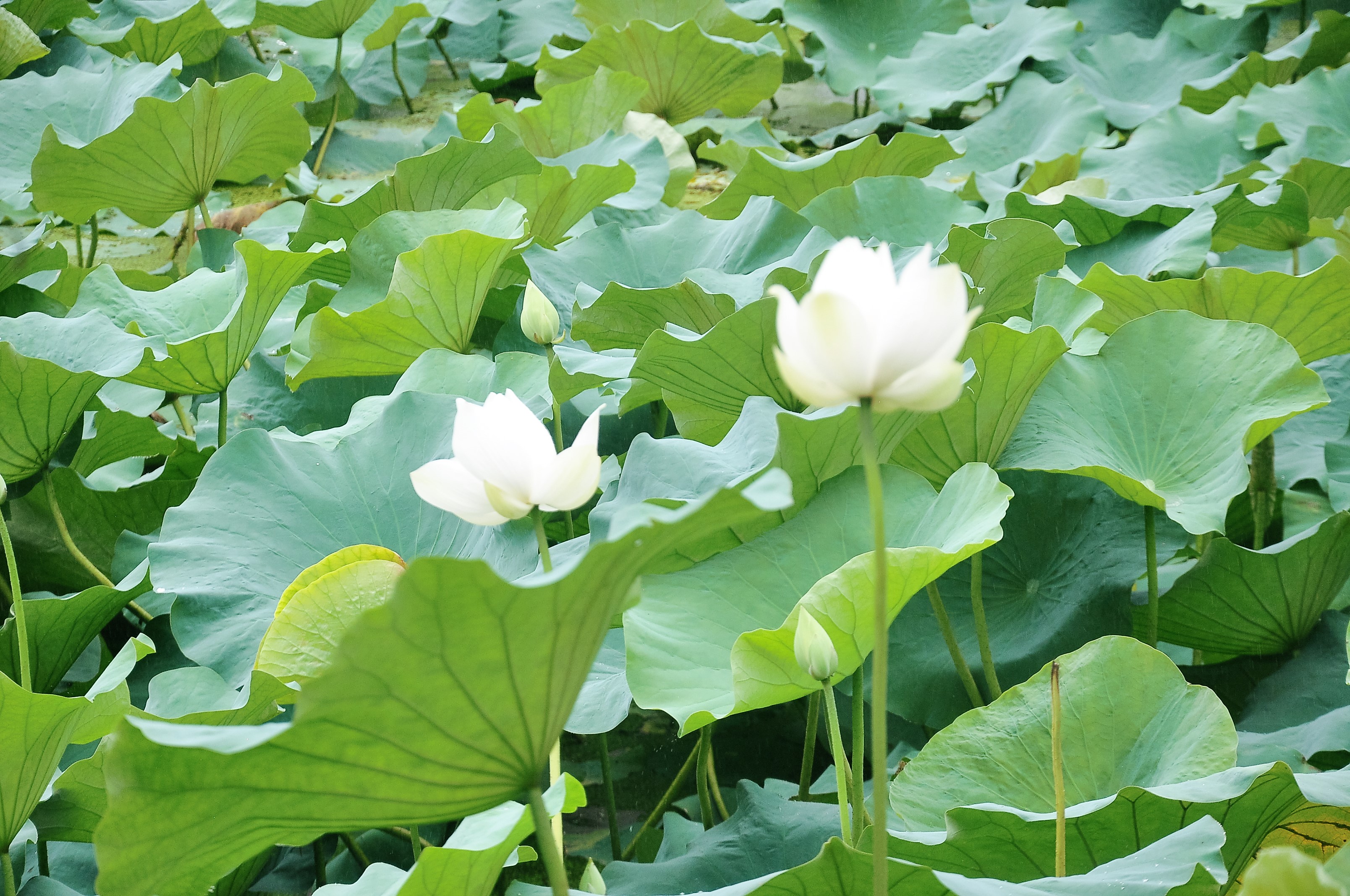 পদ্ম ফুলের রাজত্বে