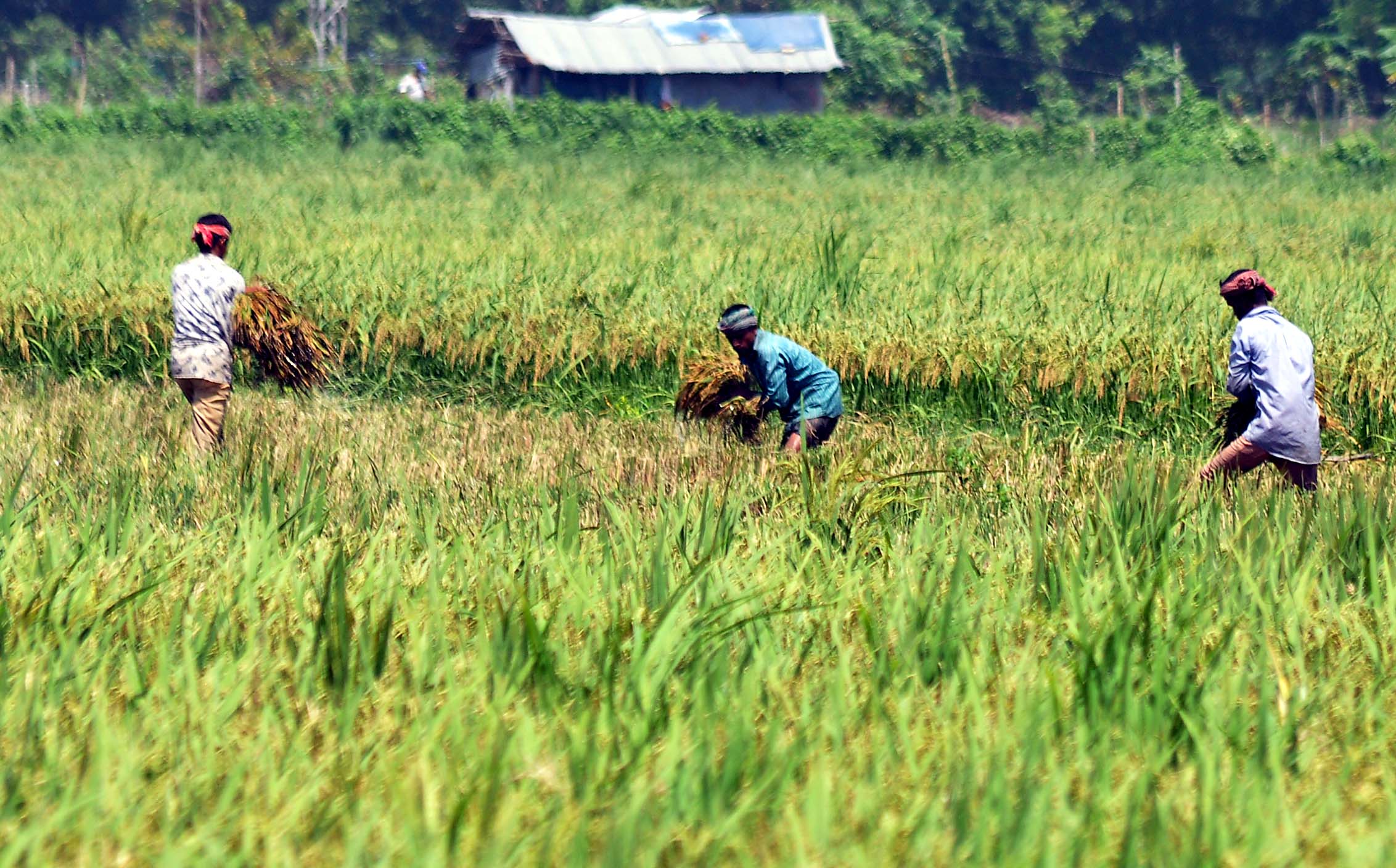 নগরে আগাম নবান্ন নগরে আগাম নবান্ন