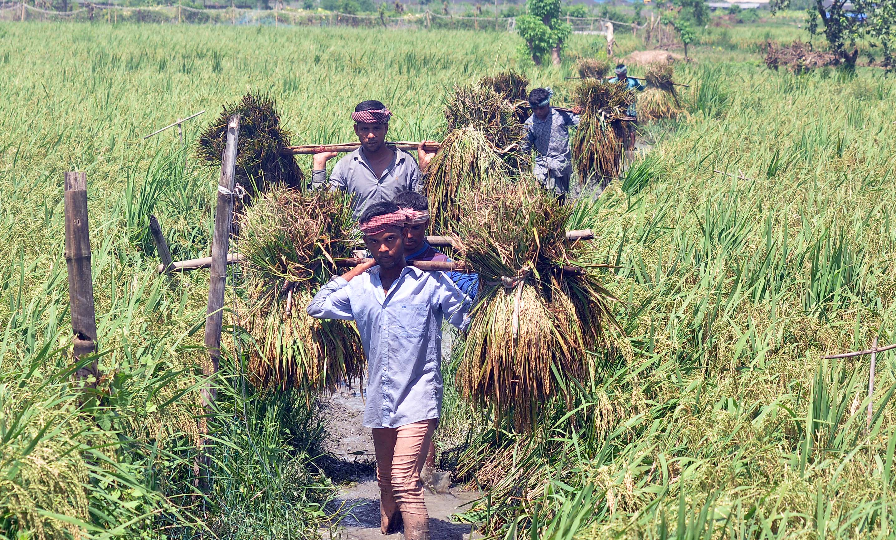 নগরে আগাম নবান্ন নগরে আগাম নবান্ন
