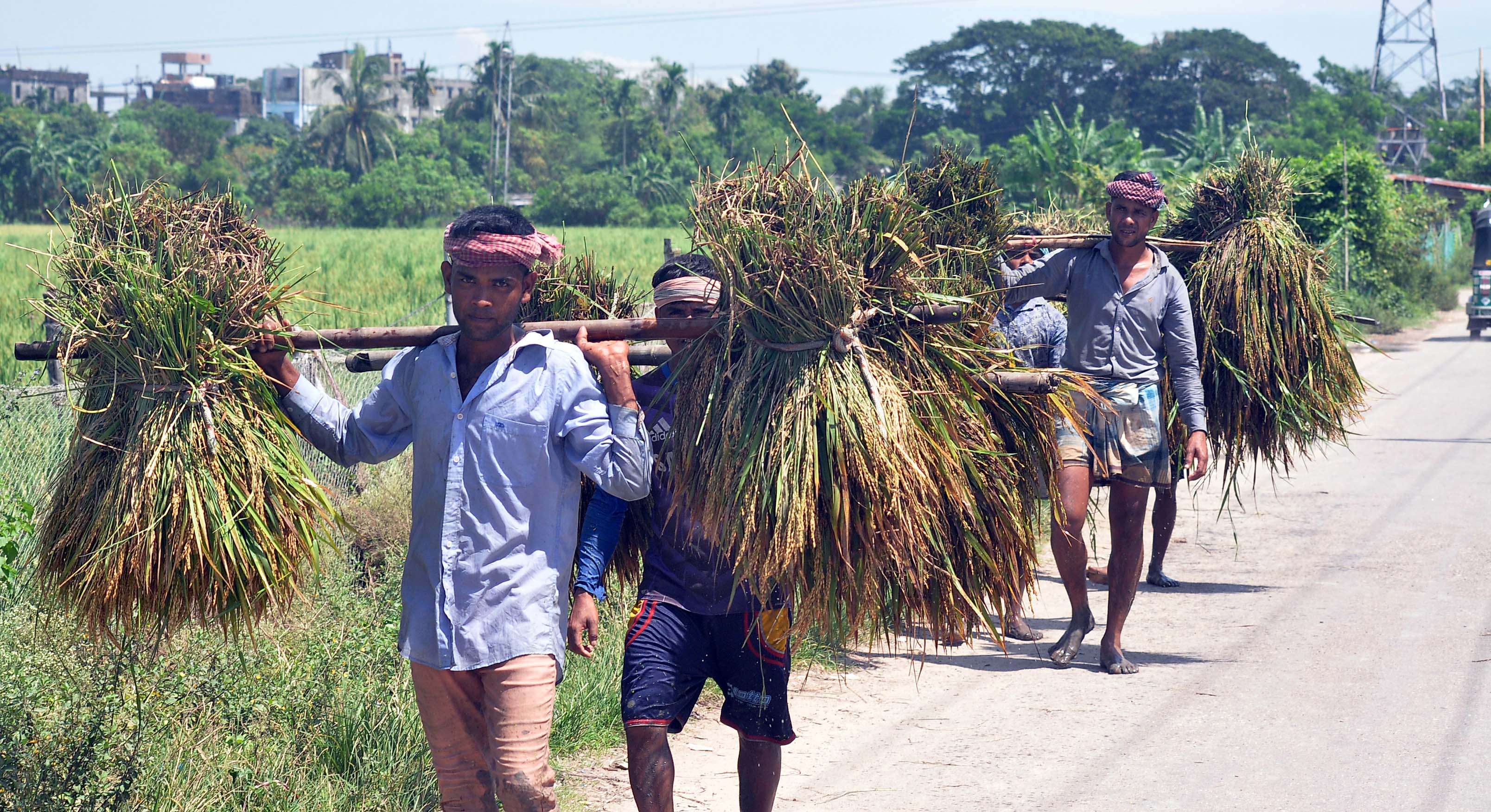 নগরে আগাম নবান্ন নগরে আগাম নবান্ন