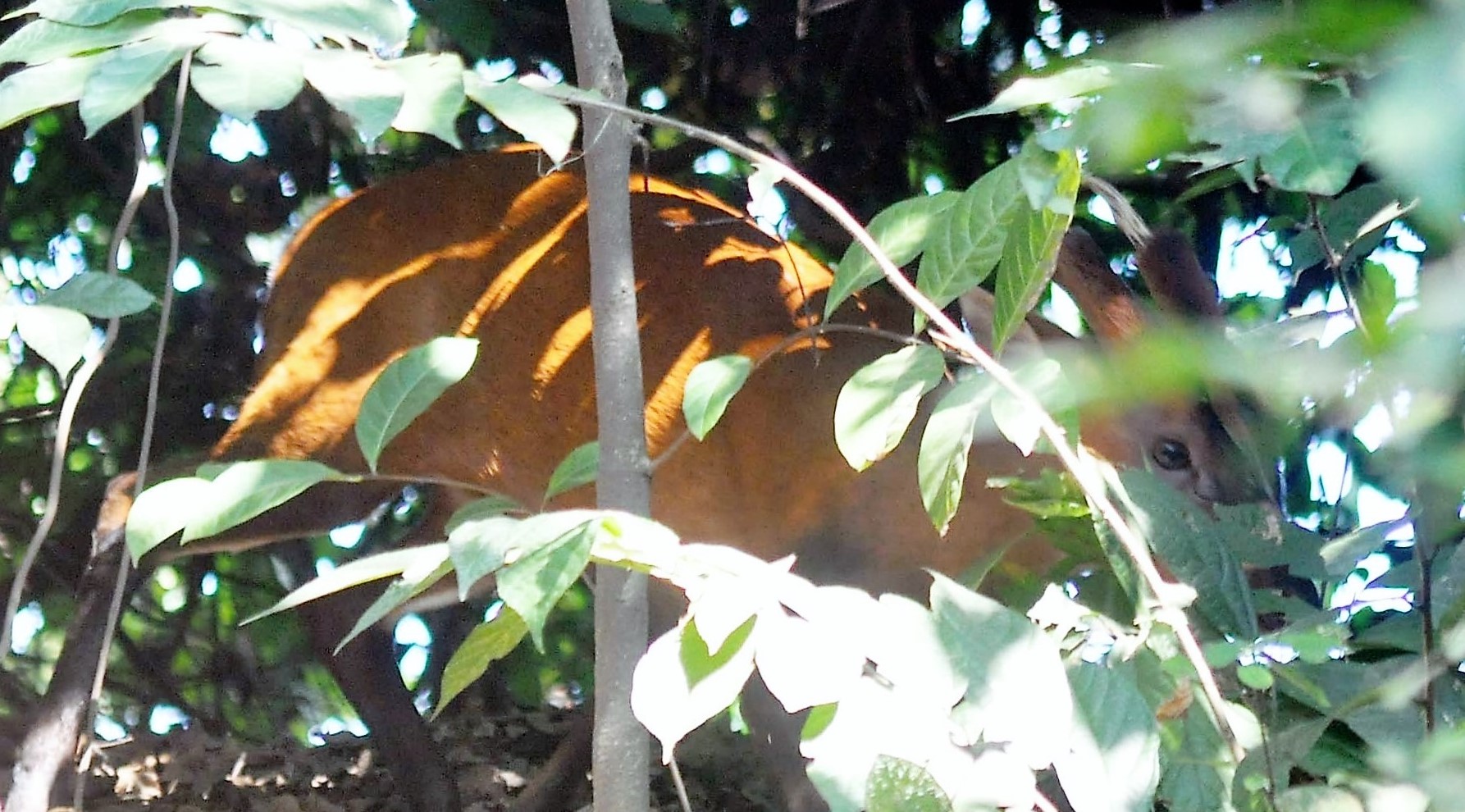 শিকারির চোখ মায়া হরিণে