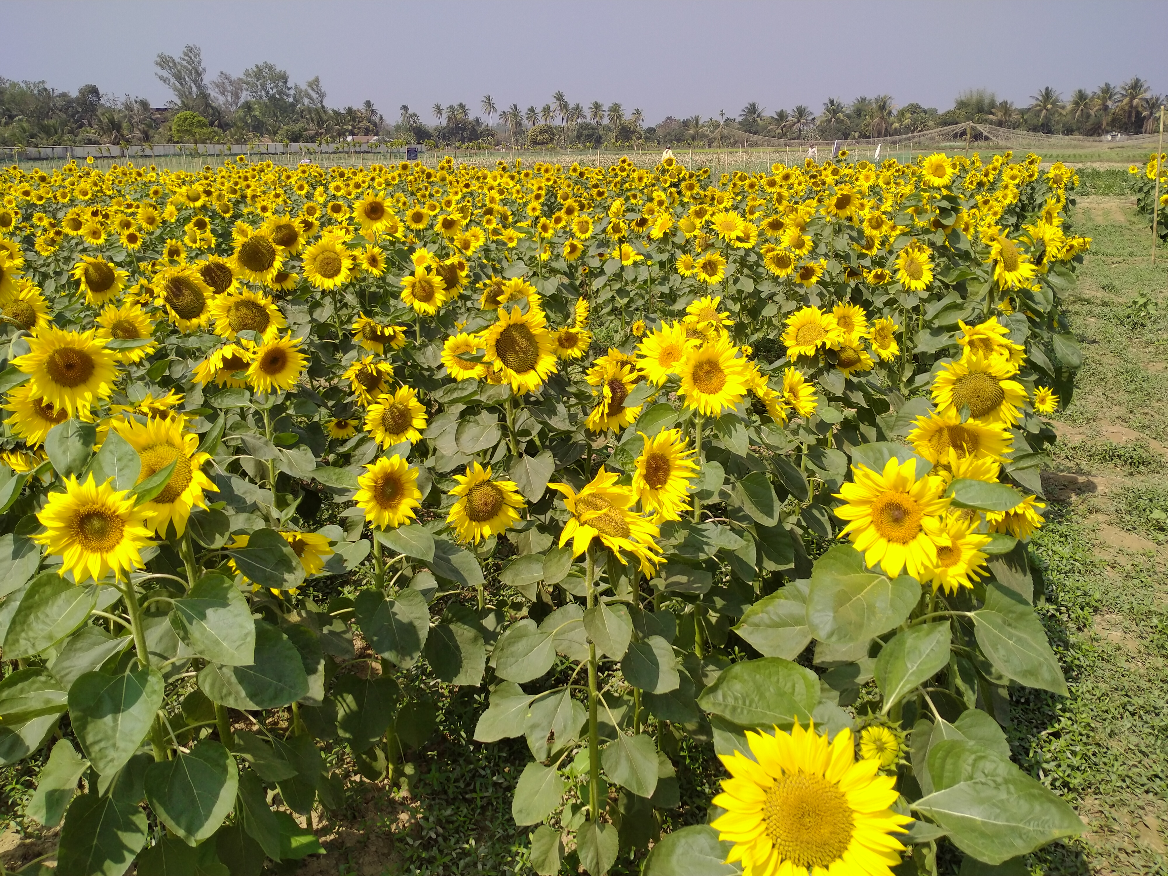 হাটহাজারীতে সূর্যমুখী চাষে চমক হাটহাজারীতে সূর্যমুখী চাষে চমক